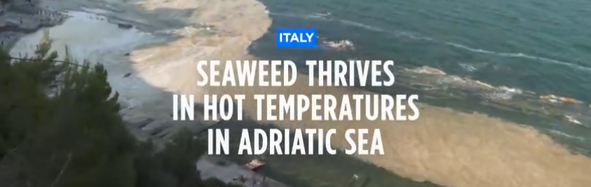 slimy seaweed in the adriatic sea